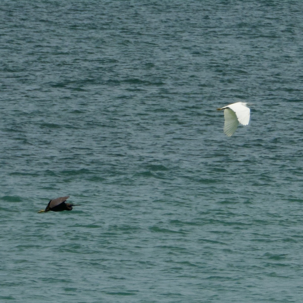 Pacific Reef-Heron - ML645482541