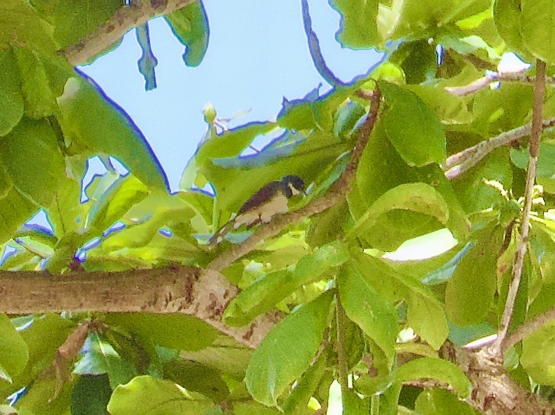 Malaysian Pied-Fantail - ML645482543