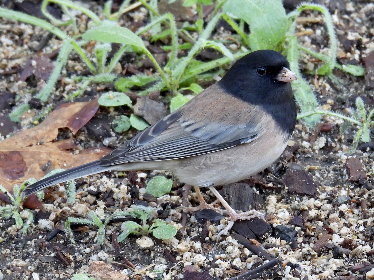 Dark-eyed Junco (Oregon) - ML645482544