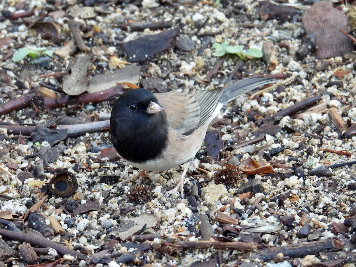 Dark-eyed Junco (Oregon) - ML645482545