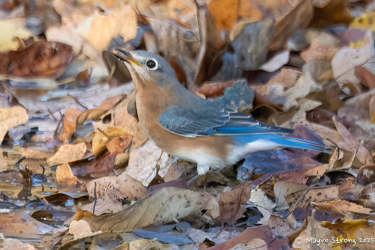 Eastern Bluebird - ML645482556