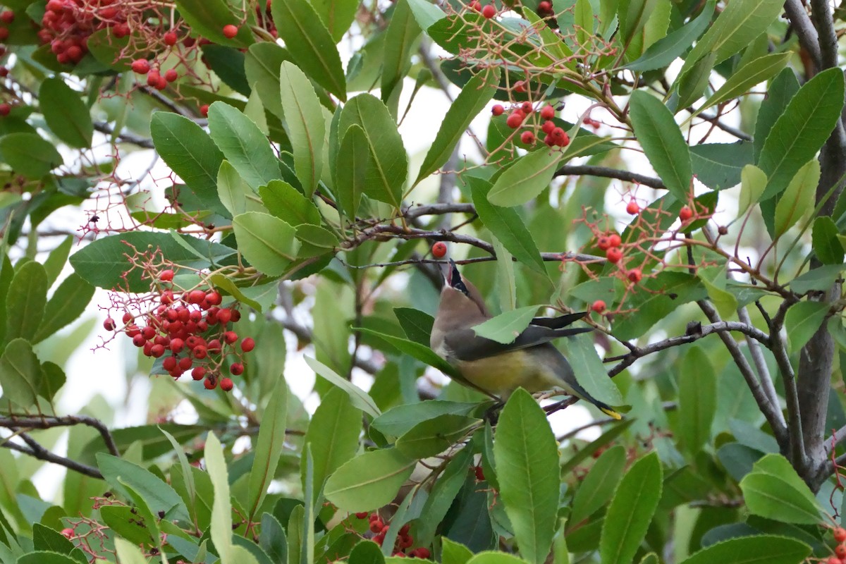 Cedar Waxwing - ML645482562