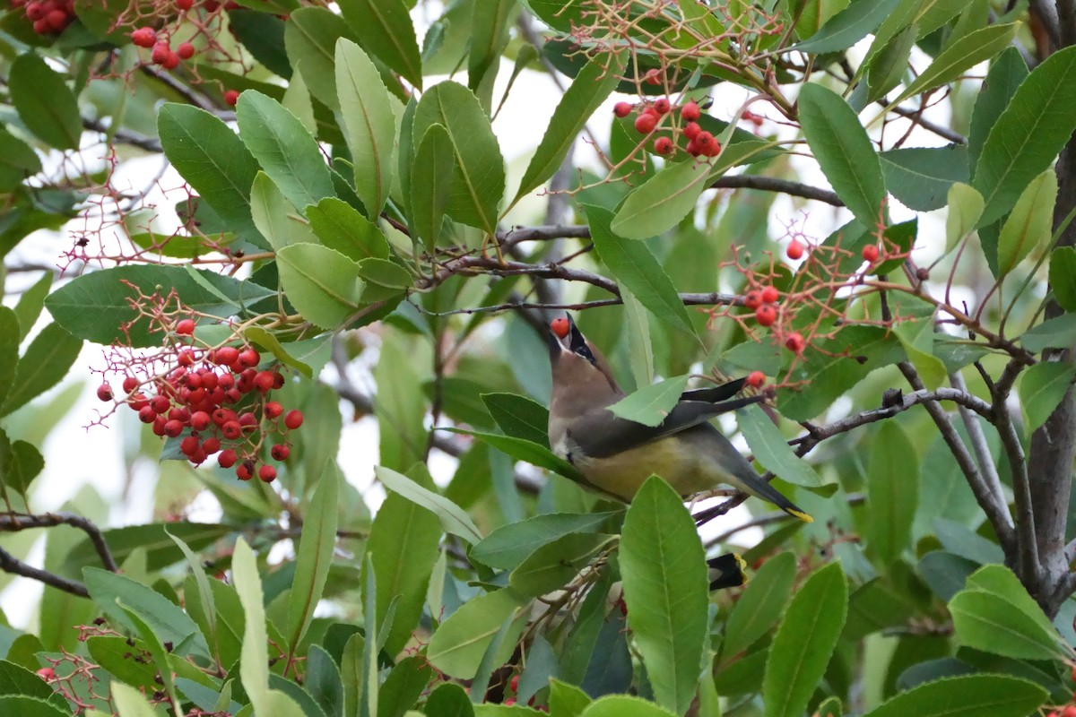 Cedar Waxwing - ML645482563
