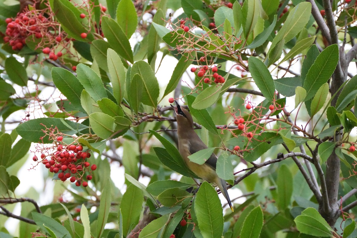 Cedar Waxwing - ML645482564