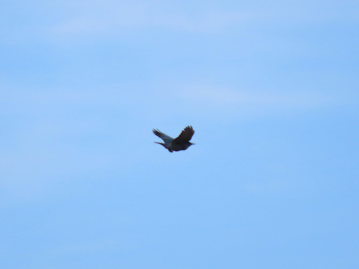 sojka modrá - ML645482605