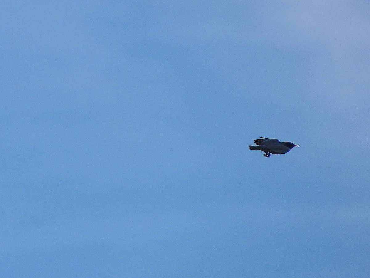 sojka modrá - ML645482607