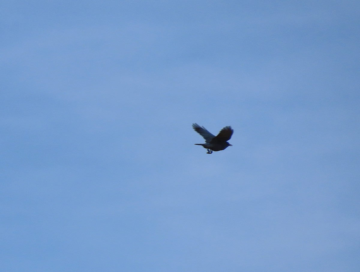 sojka modrá - ML645482610