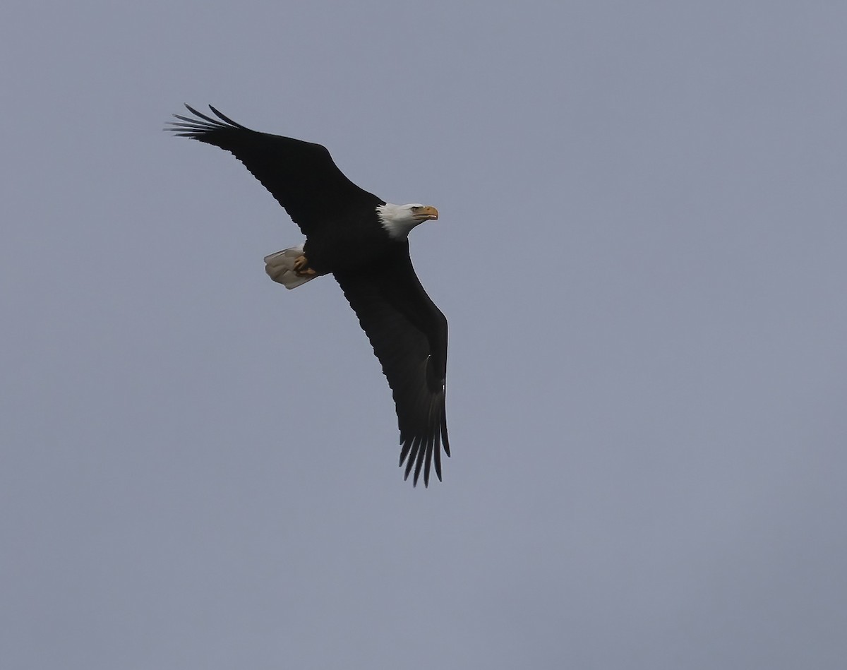 Bald Eagle - ML645482612