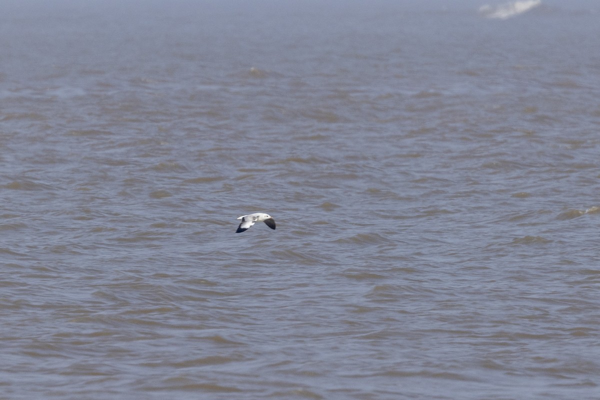 Gaviota Centroasiática - ML645482614