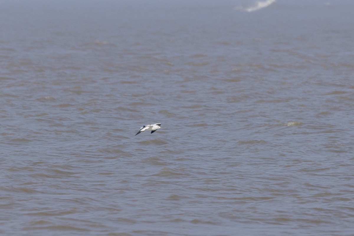 Gaviota Centroasiática - ML645482615