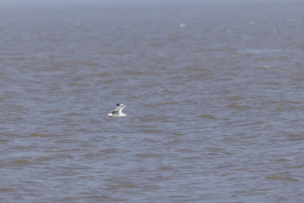 Gaviota Centroasiática - ML645482616