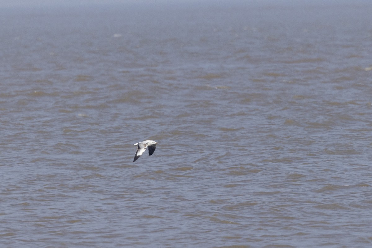 Gaviota Centroasiática - ML645482617