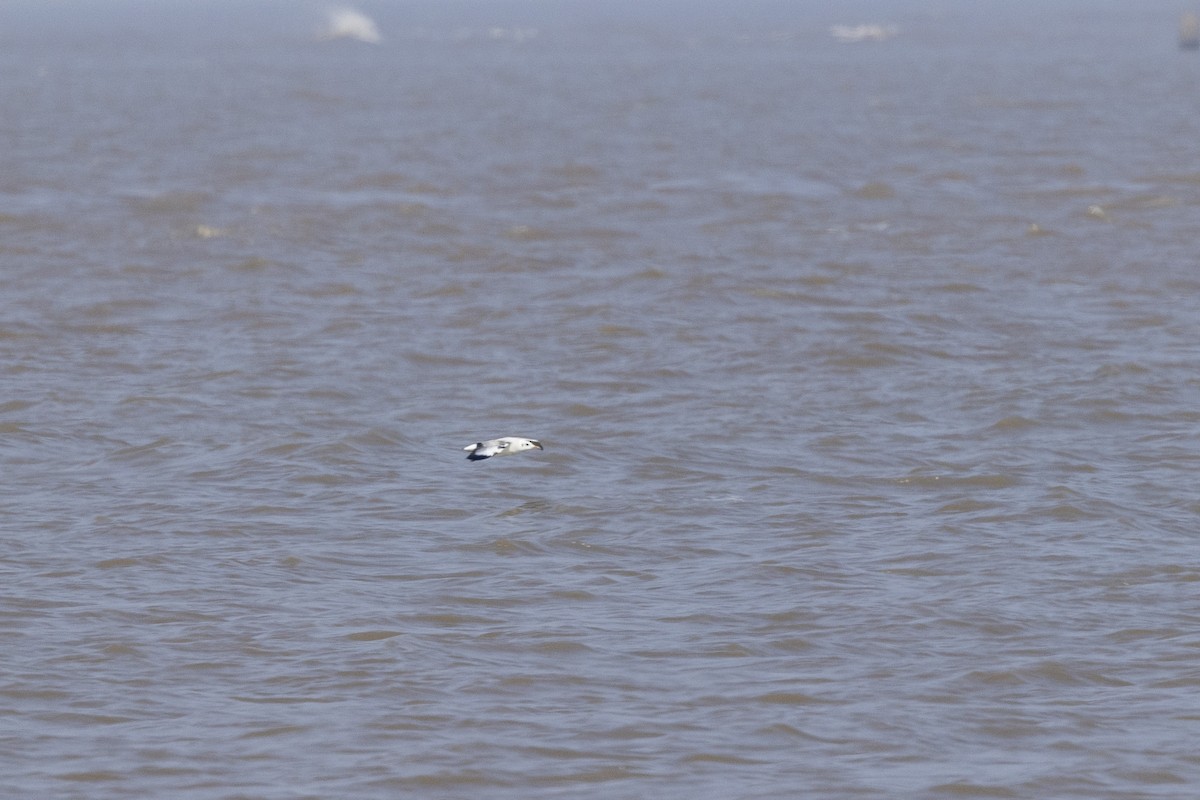 Gaviota Centroasiática - ML645482618