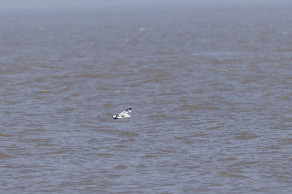 Gaviota Centroasiática - ML645482619