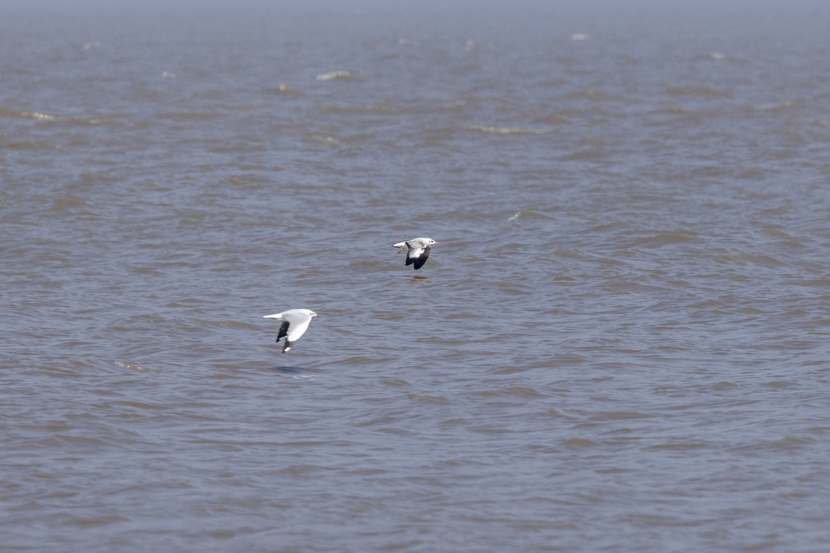 Gaviota Centroasiática - ML645482620