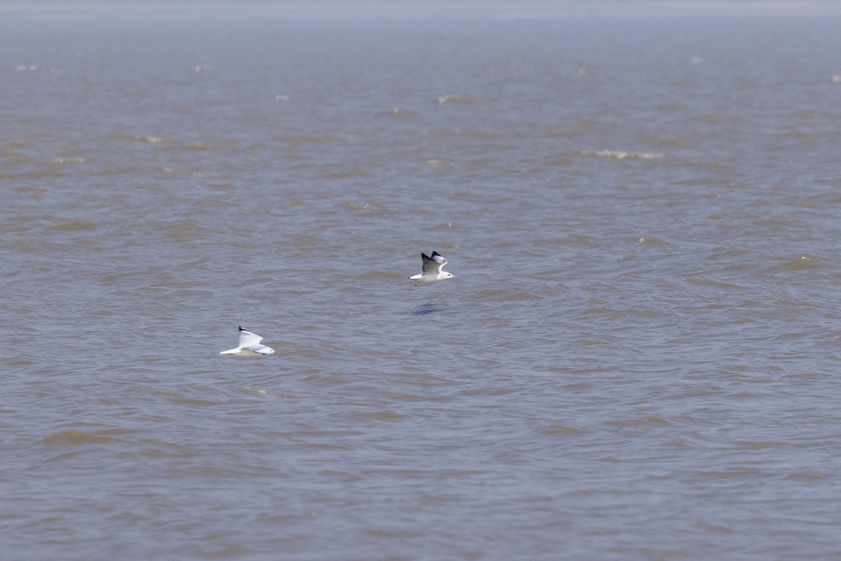 Gaviota Centroasiática - ML645482621
