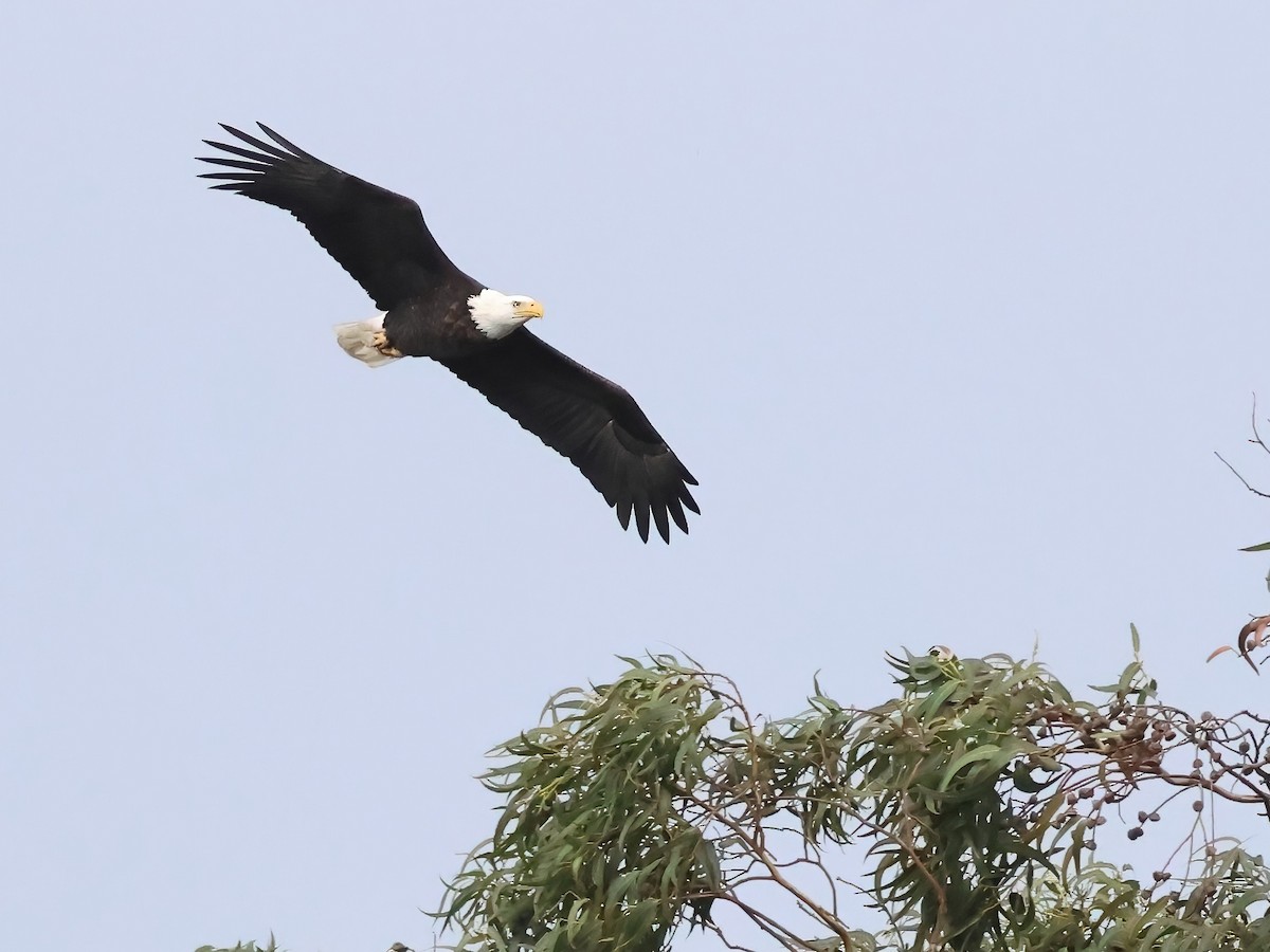 Bald Eagle - ML645482627