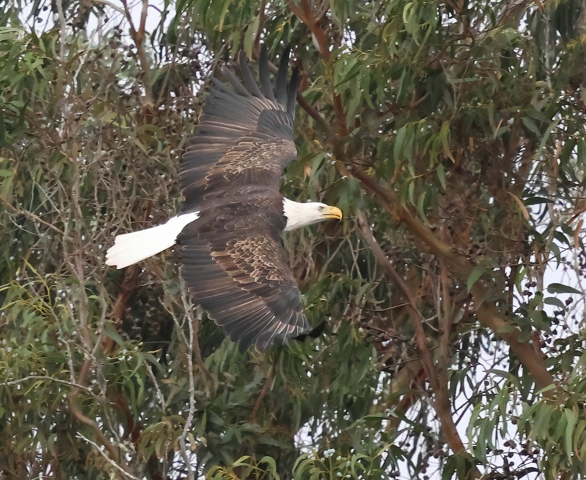 Bald Eagle - ML645482628