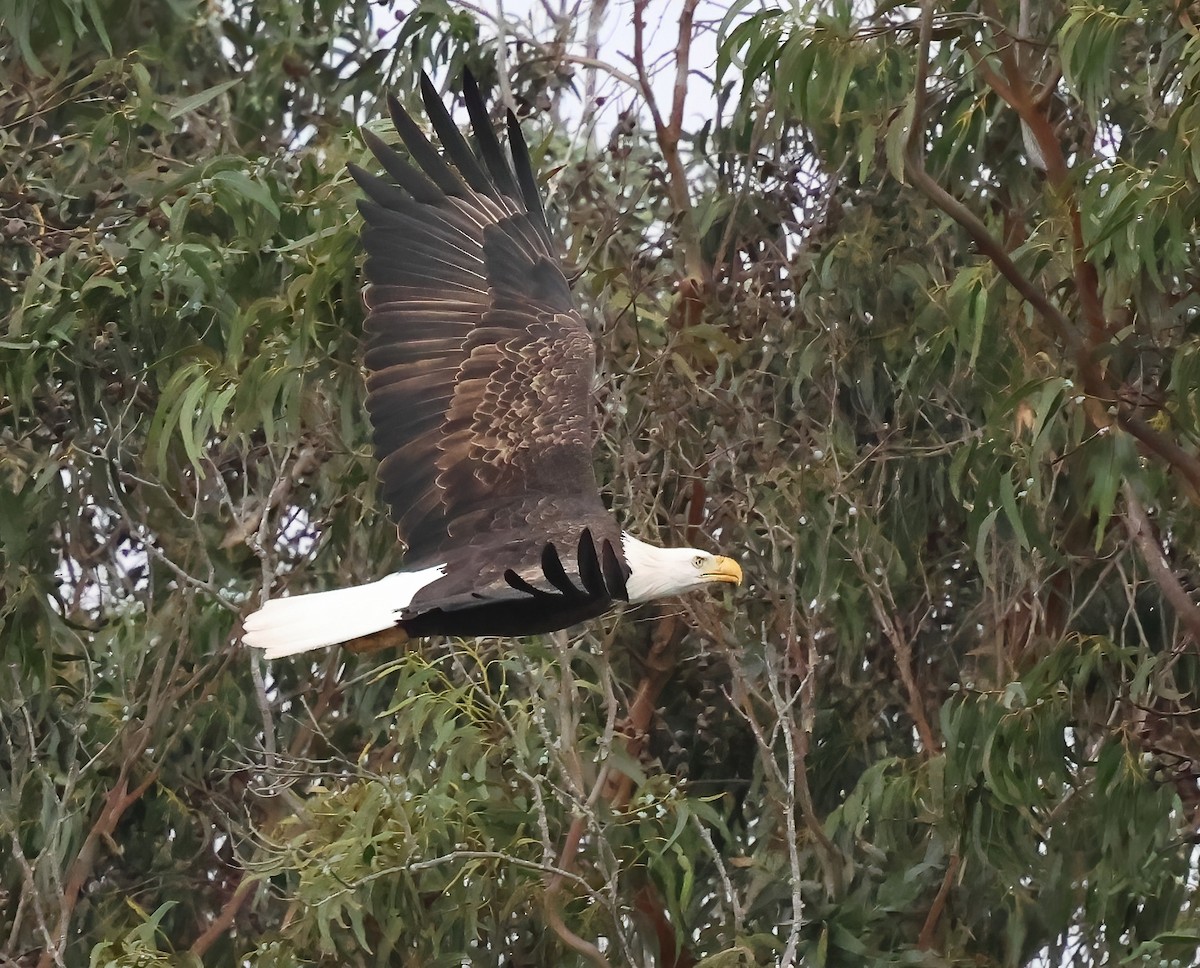 Bald Eagle - ML645482629