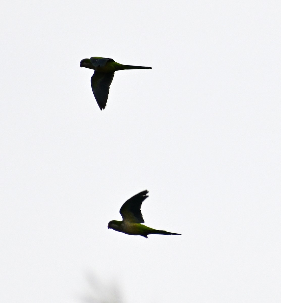 Mönchssittich - ML645482631