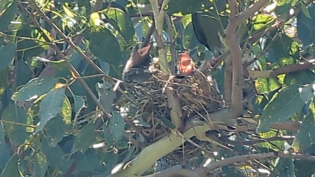 Australasian Figbird (Green) - ML645482632