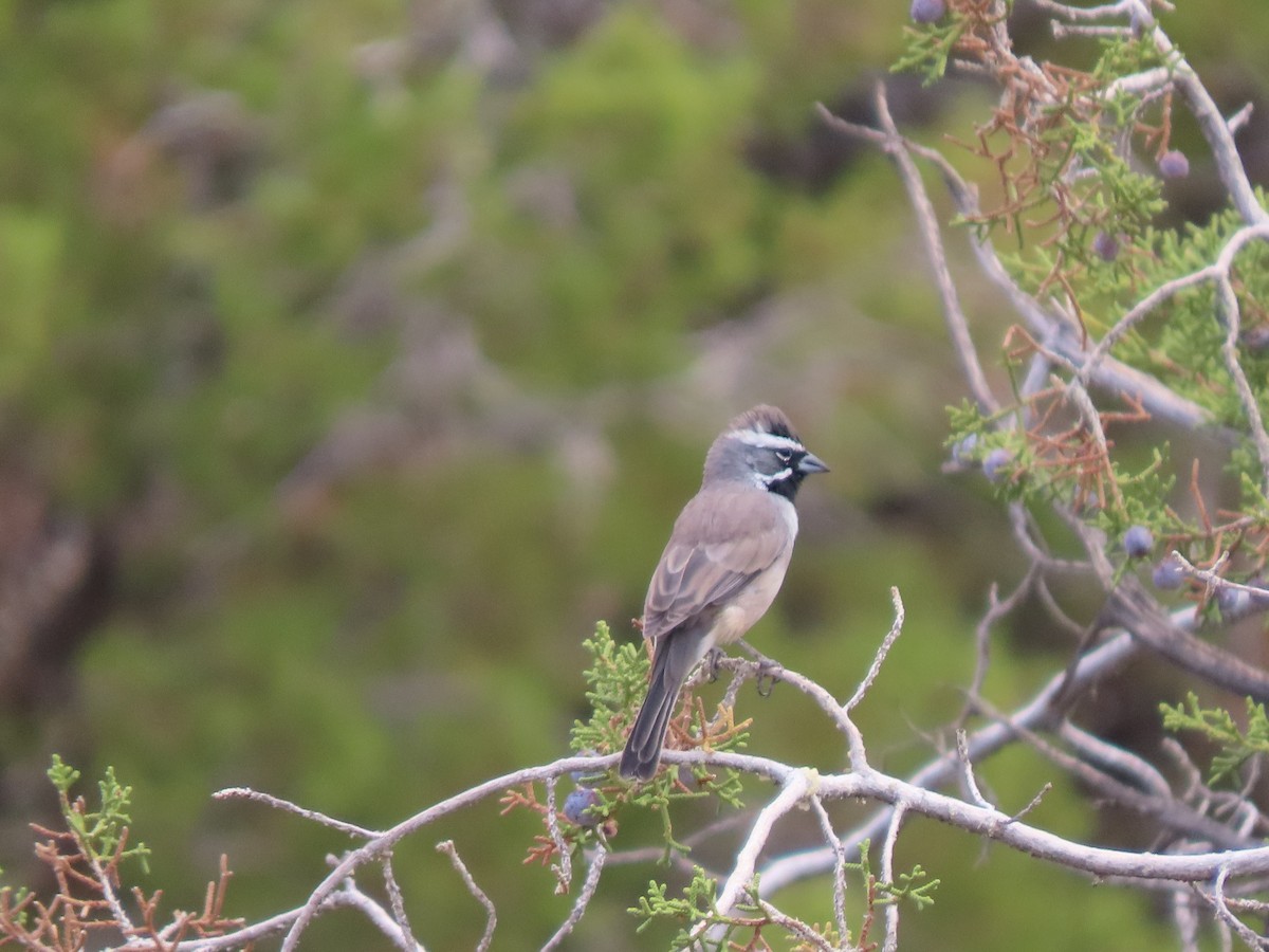 Black-throated Sparrow - ML645482633