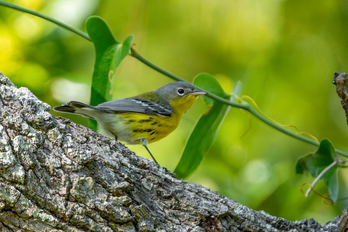 Magnolia Warbler - ML645482644