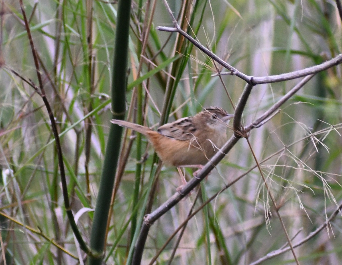 棕扇尾鶯 - ML645482648