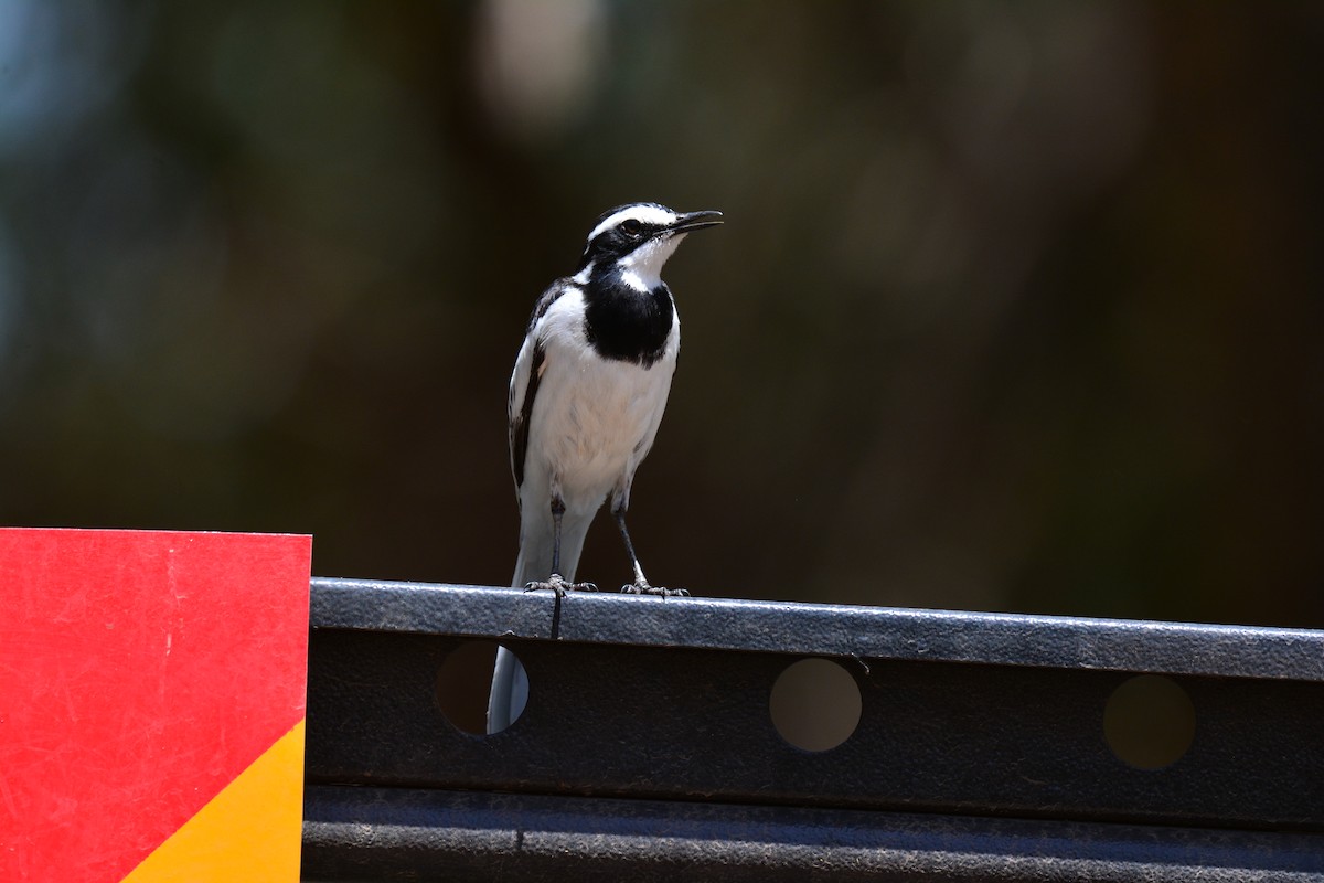 ハジロハクセキレイ - ML645482651