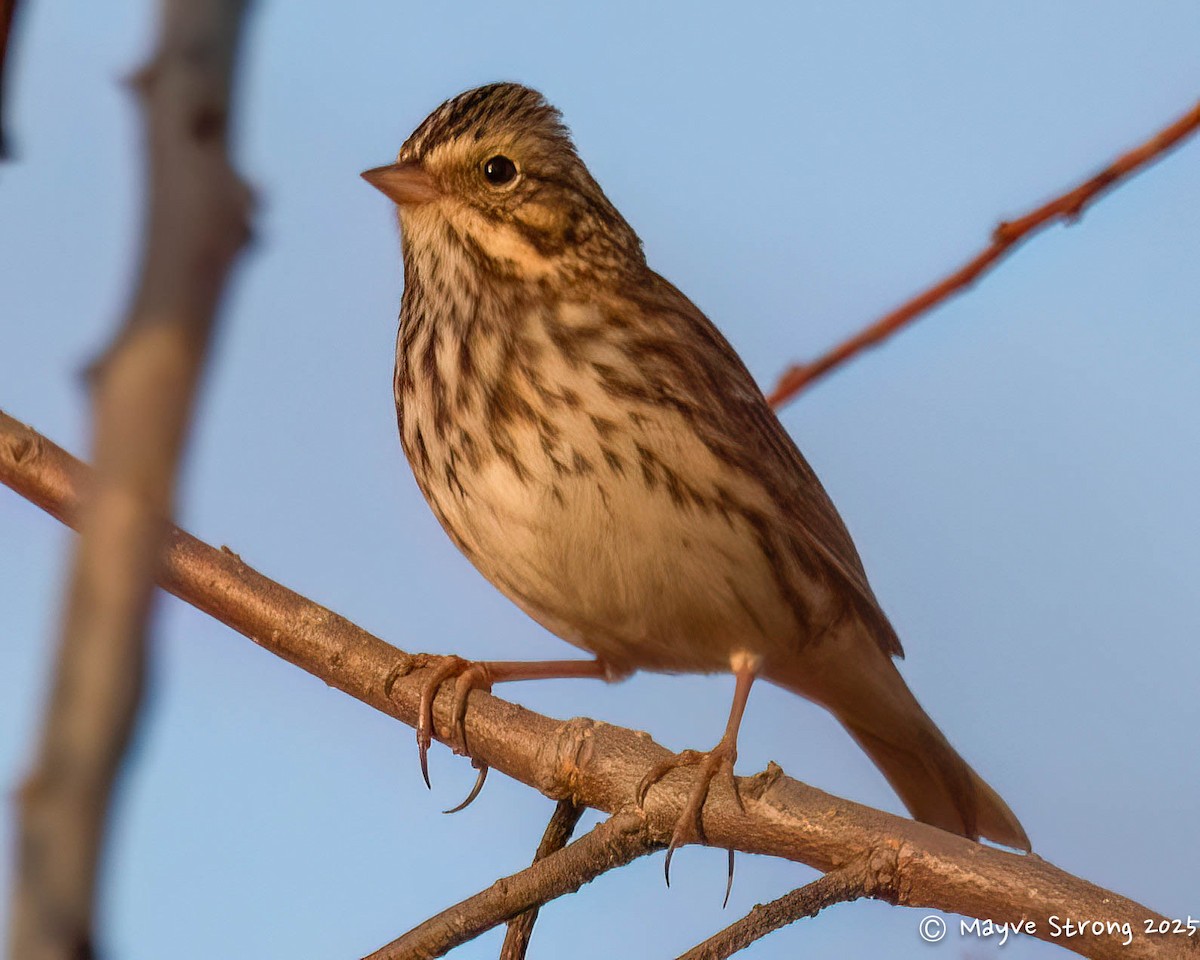 サバンナシトド - ML645482654