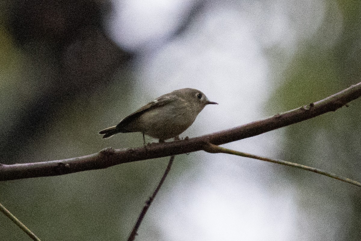 ルビーキクイタダキ - ML645482655