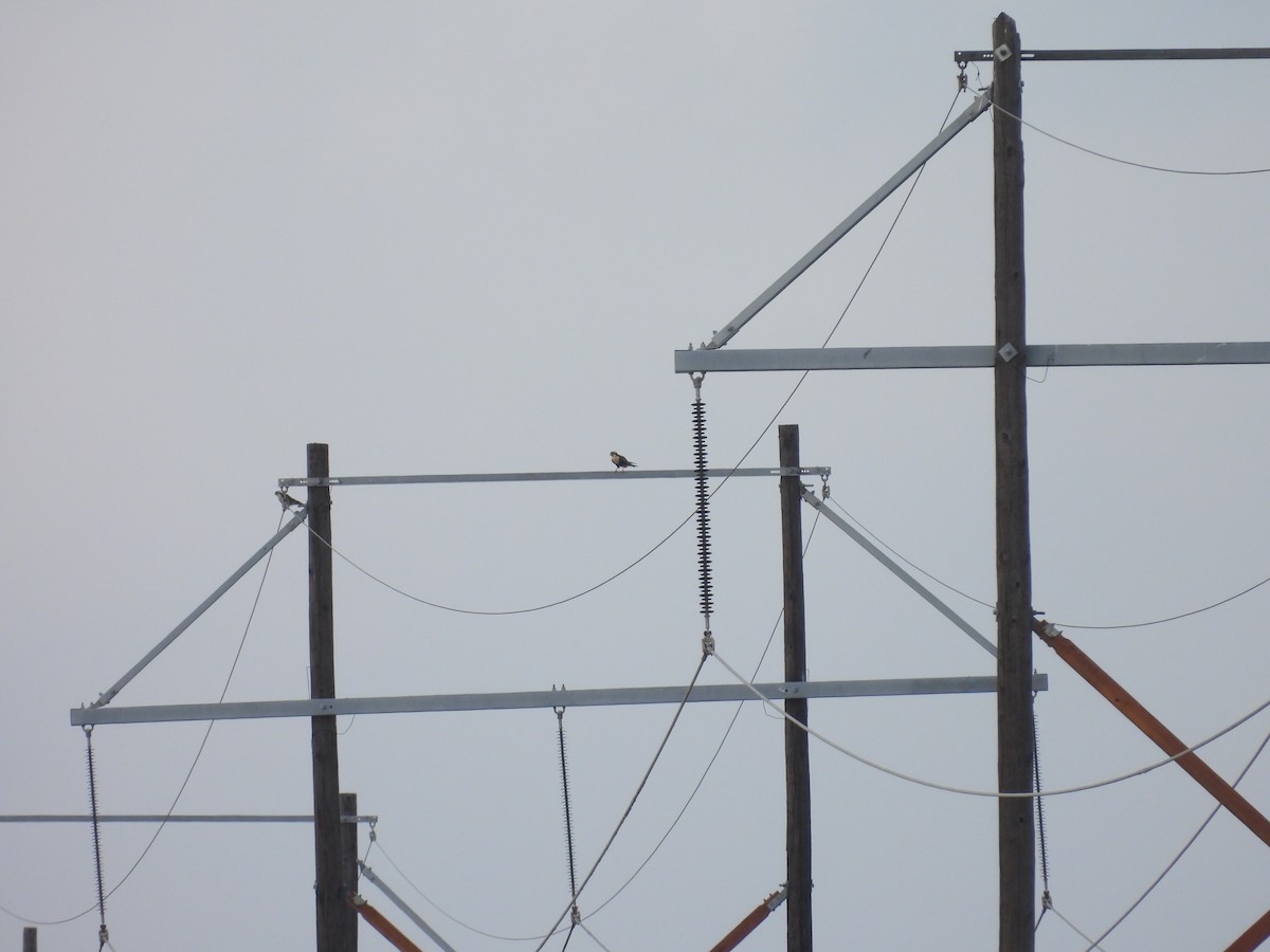 オナガハヤブサ - ML645482656