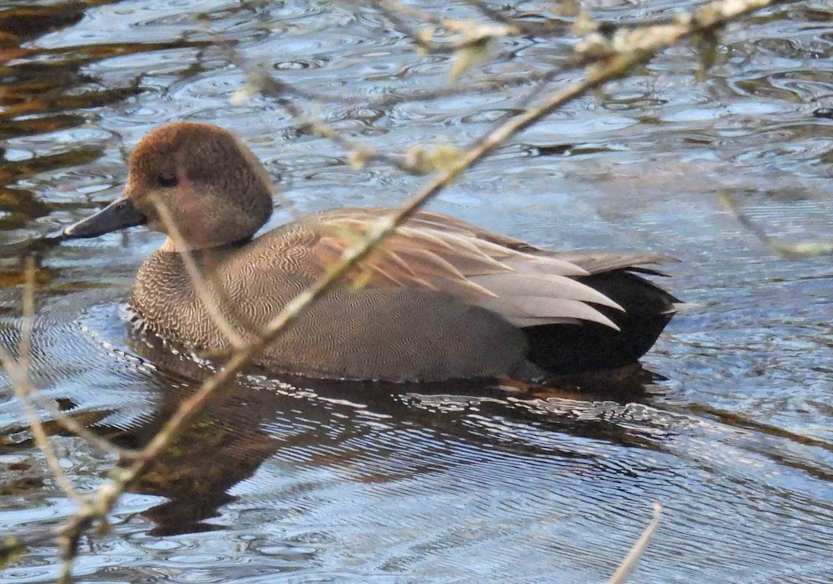 オカヨシガモ - ML645482657