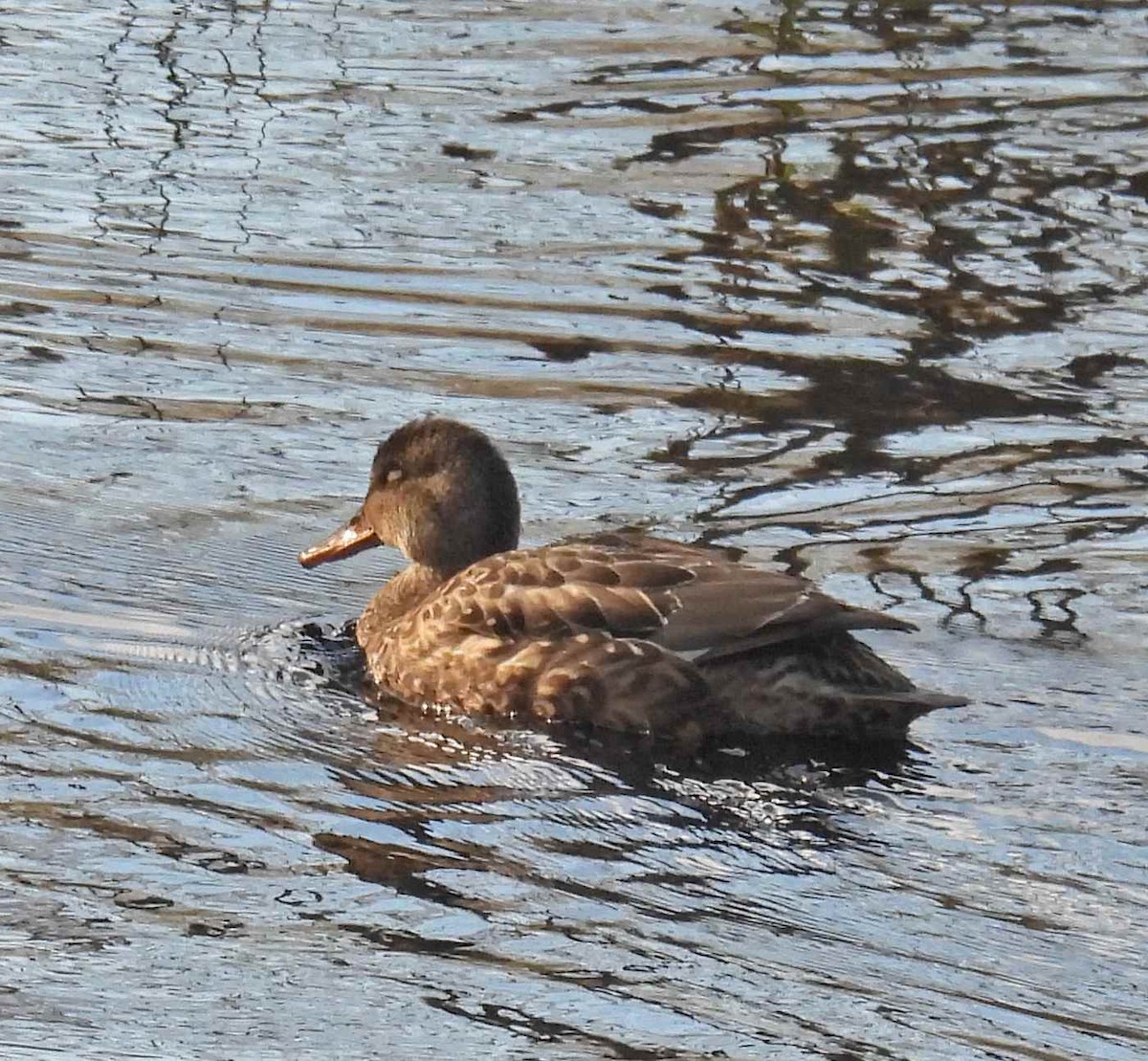 オカヨシガモ - ML645482658