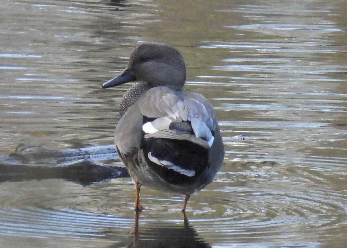 オカヨシガモ - ML645482659