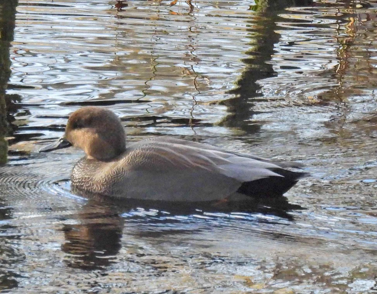 オカヨシガモ - ML645482660