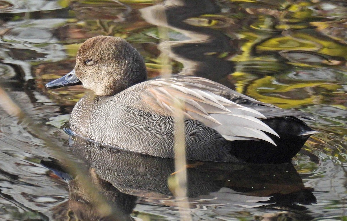 オカヨシガモ - ML645482662