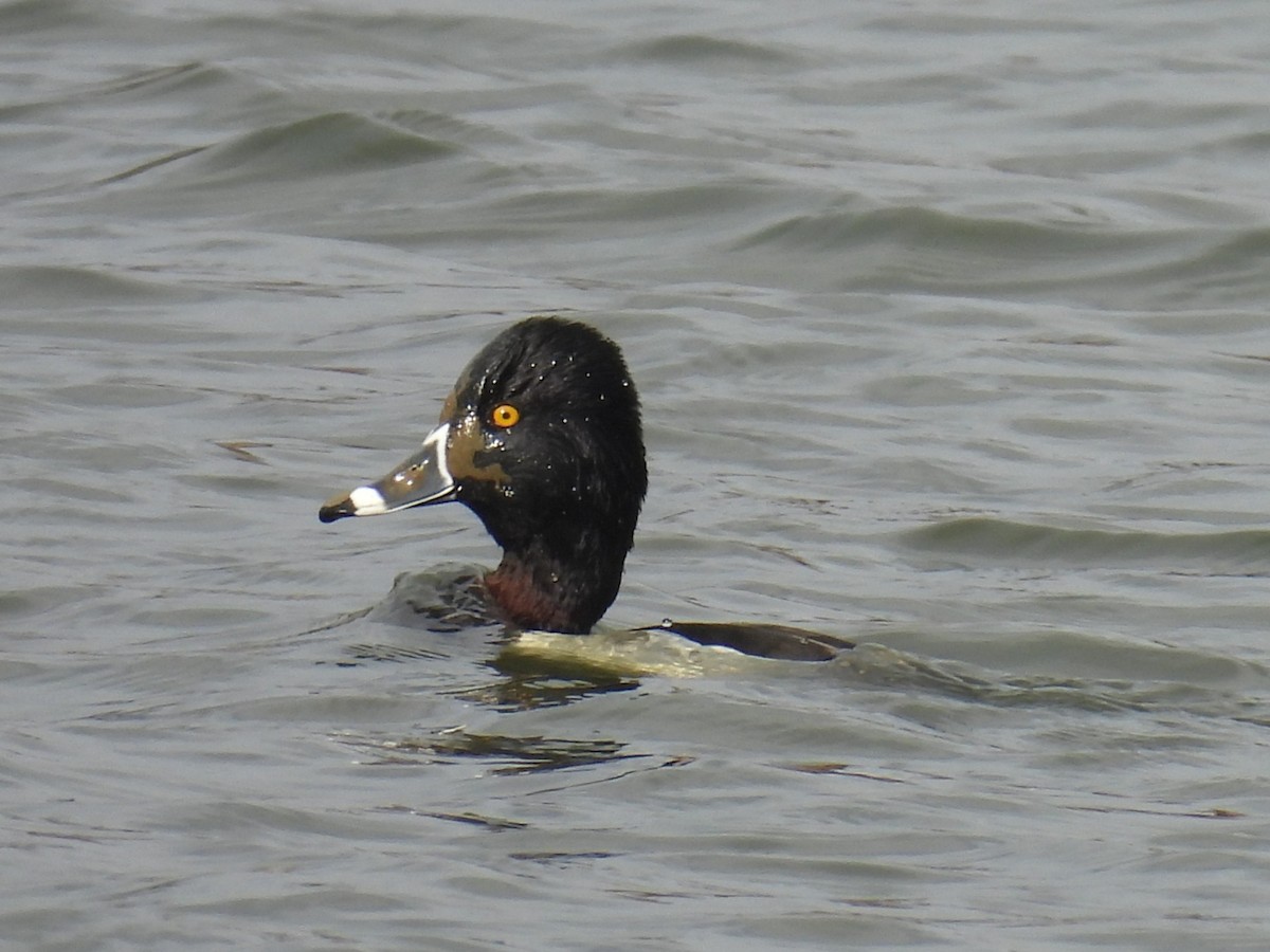 クビワキンクロ - ML645482665