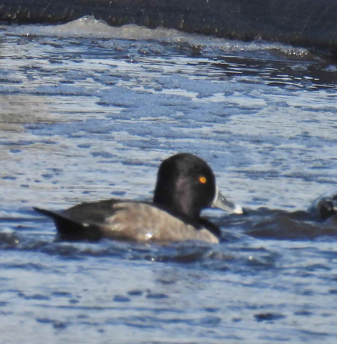 クビワキンクロ - ML645482666