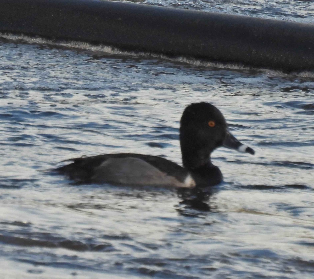 クビワキンクロ - ML645482667