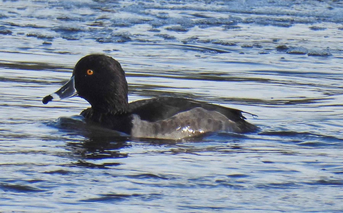 クビワキンクロ - ML645482668