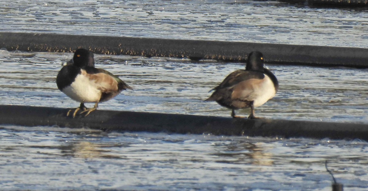 クビワキンクロ - ML645482669