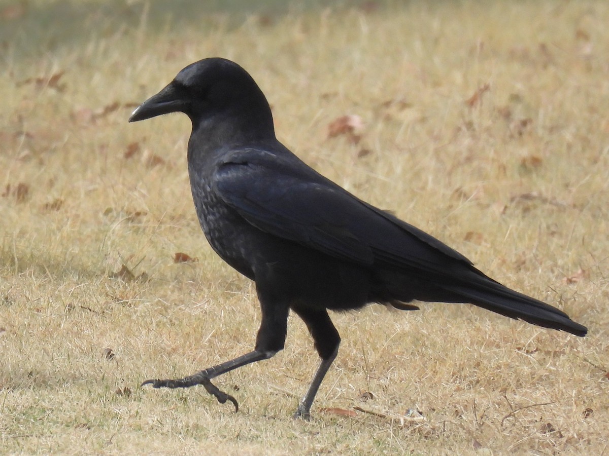 アメリカガラス - ML645482670