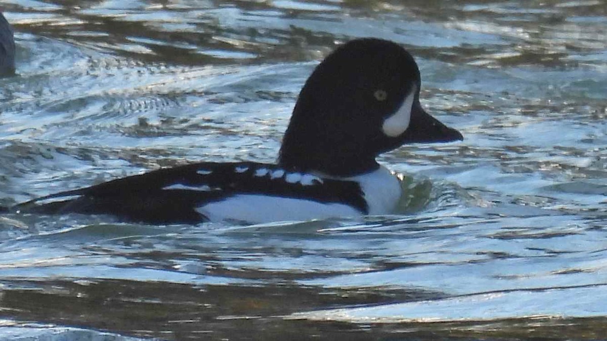 キタホオジロガモ - ML645482671