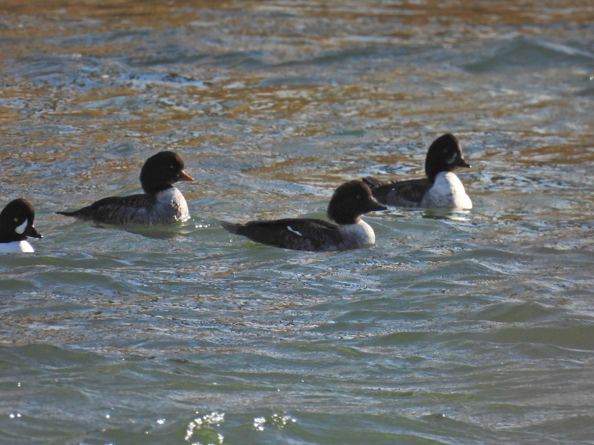 キタホオジロガモ - ML645482673