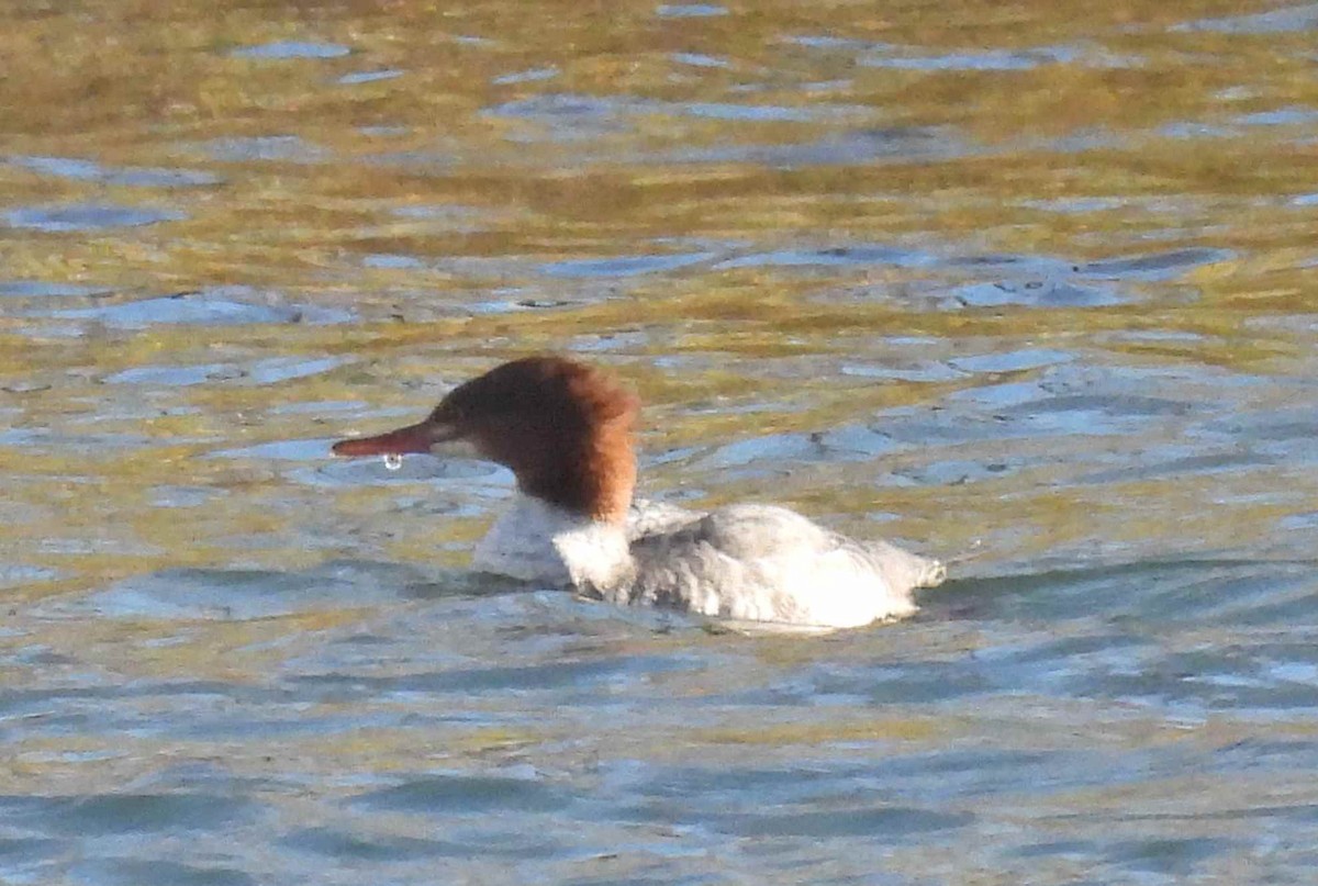 オウギアイサ - ML645482674