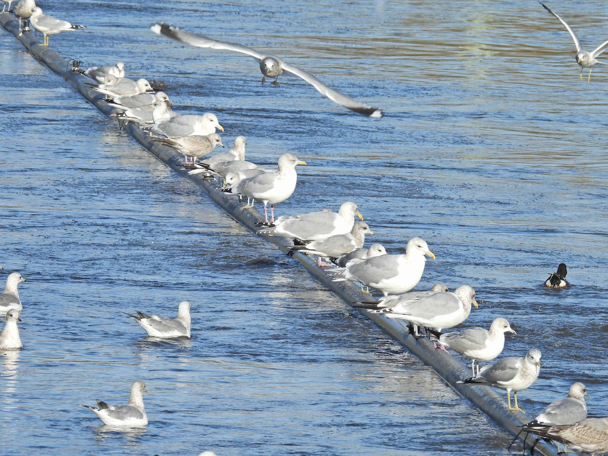 コカモメ - ML645482675