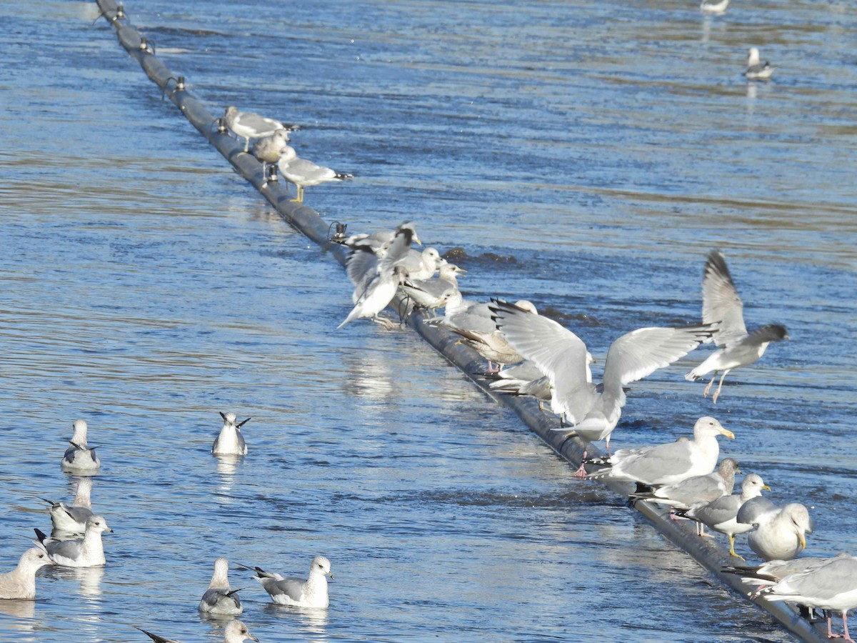 ワシカモメ - ML645482676