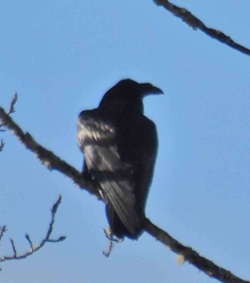 ワタリガラス - ML645482678