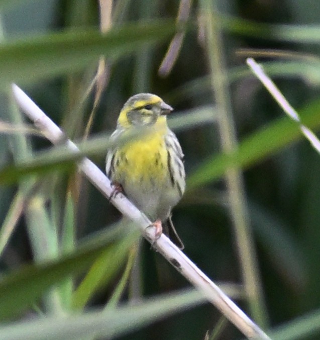 セリン - ML645482683